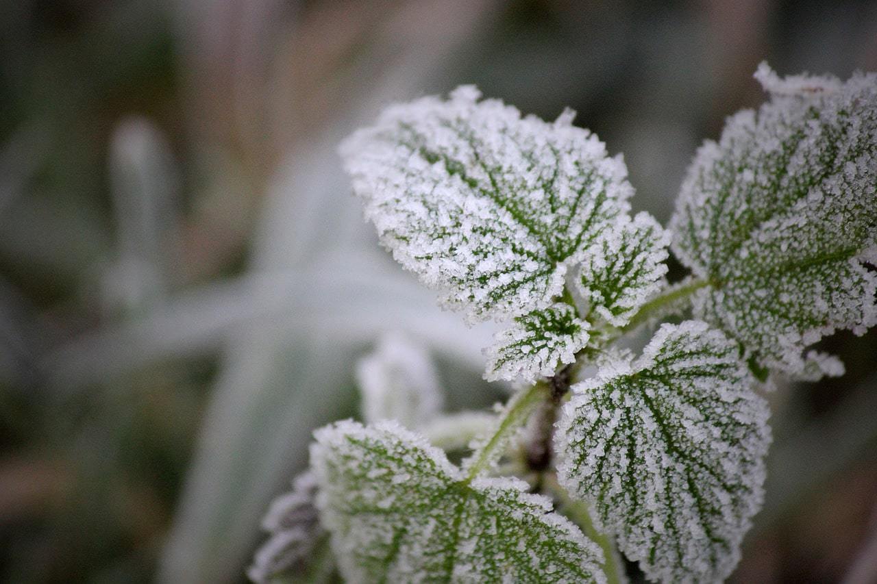 How to Protect Plants from Frost Preparing for Cold