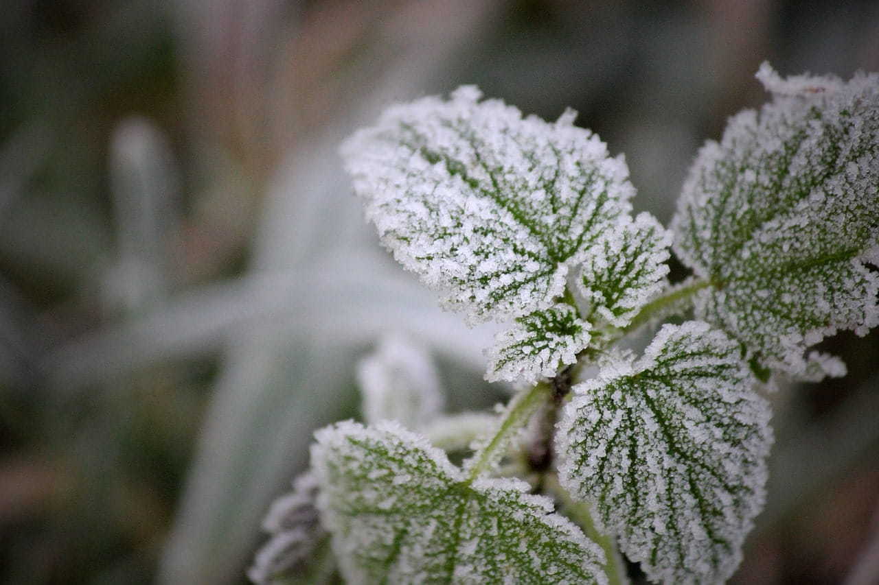 Green plant covered with frost