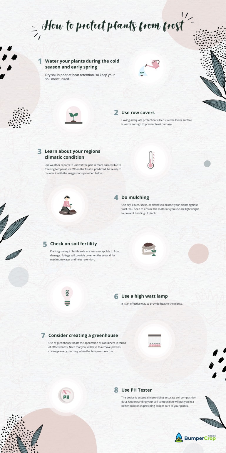 how to protect plants from frost infographic