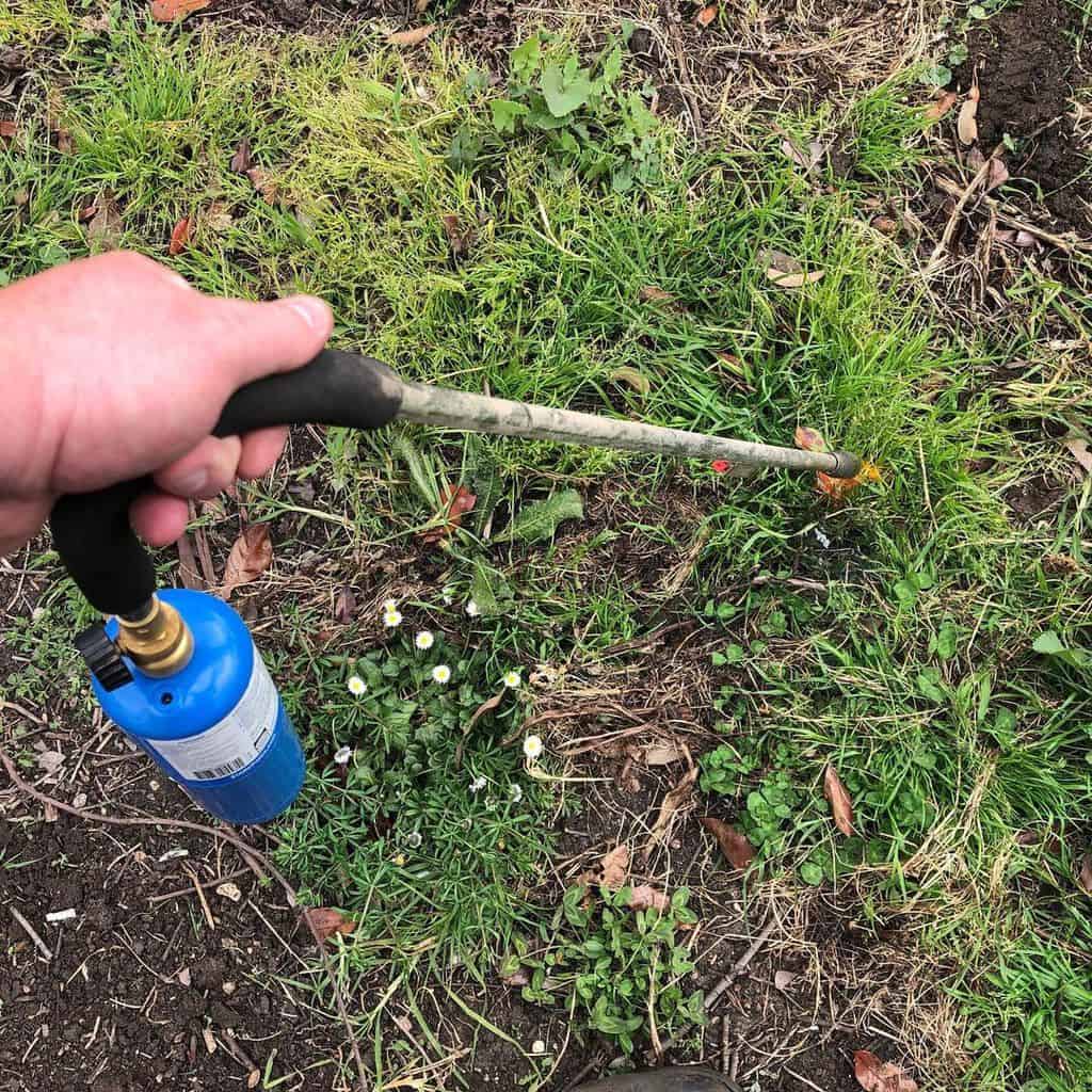 The grass is burned with the IGNIGHTER Weed Burner Torch with Built-in Piezo Igniter and Flame Control Valve 35 Inches Long