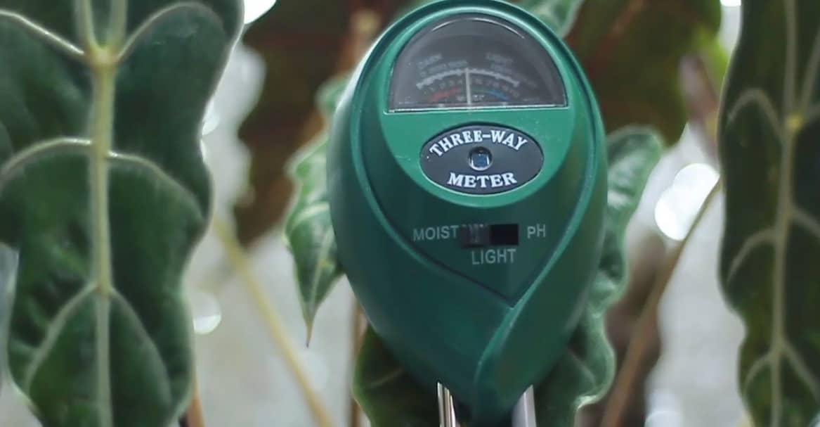 In the pot with the plants iKKEGOL 3 in 1 Soil Moisture Meter, Light and PH Acidity Tester