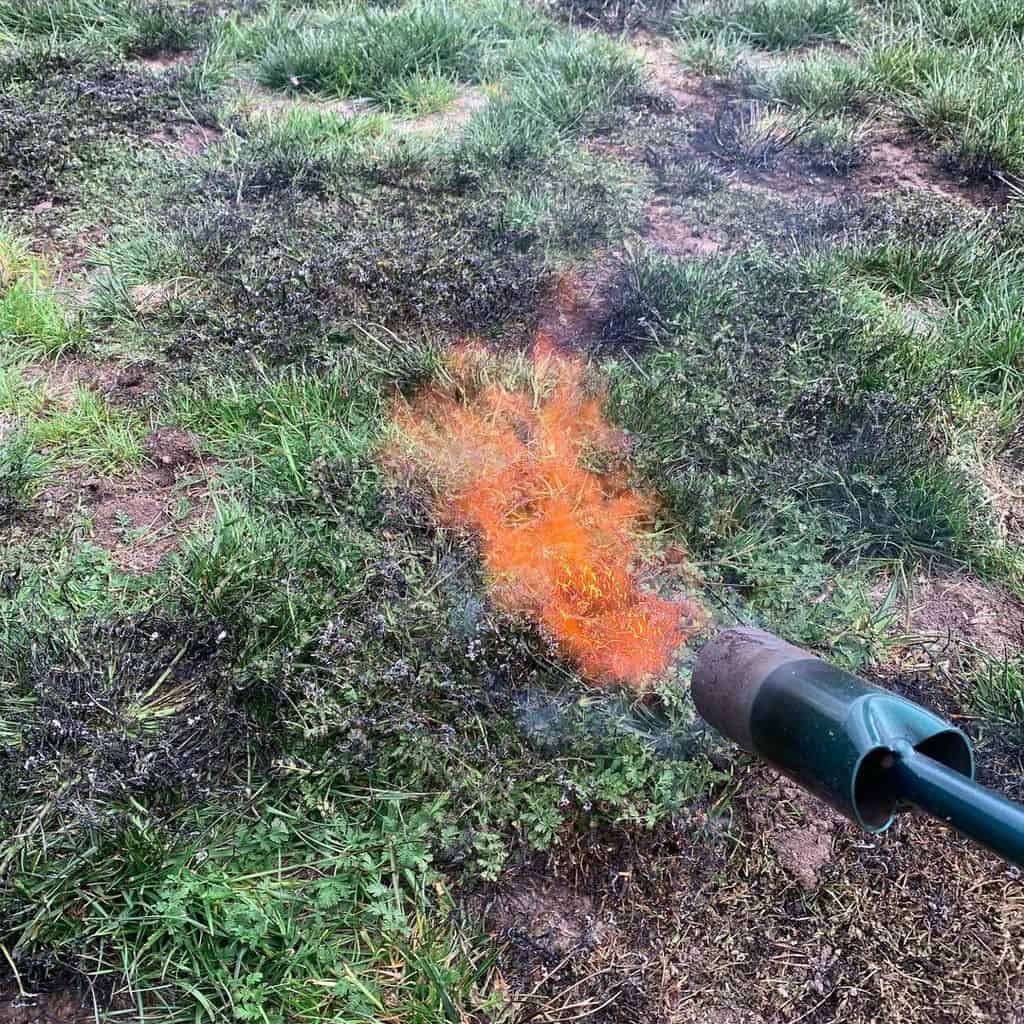 Grass is burned with the Red Dragon Propane Vapor Torch Kit