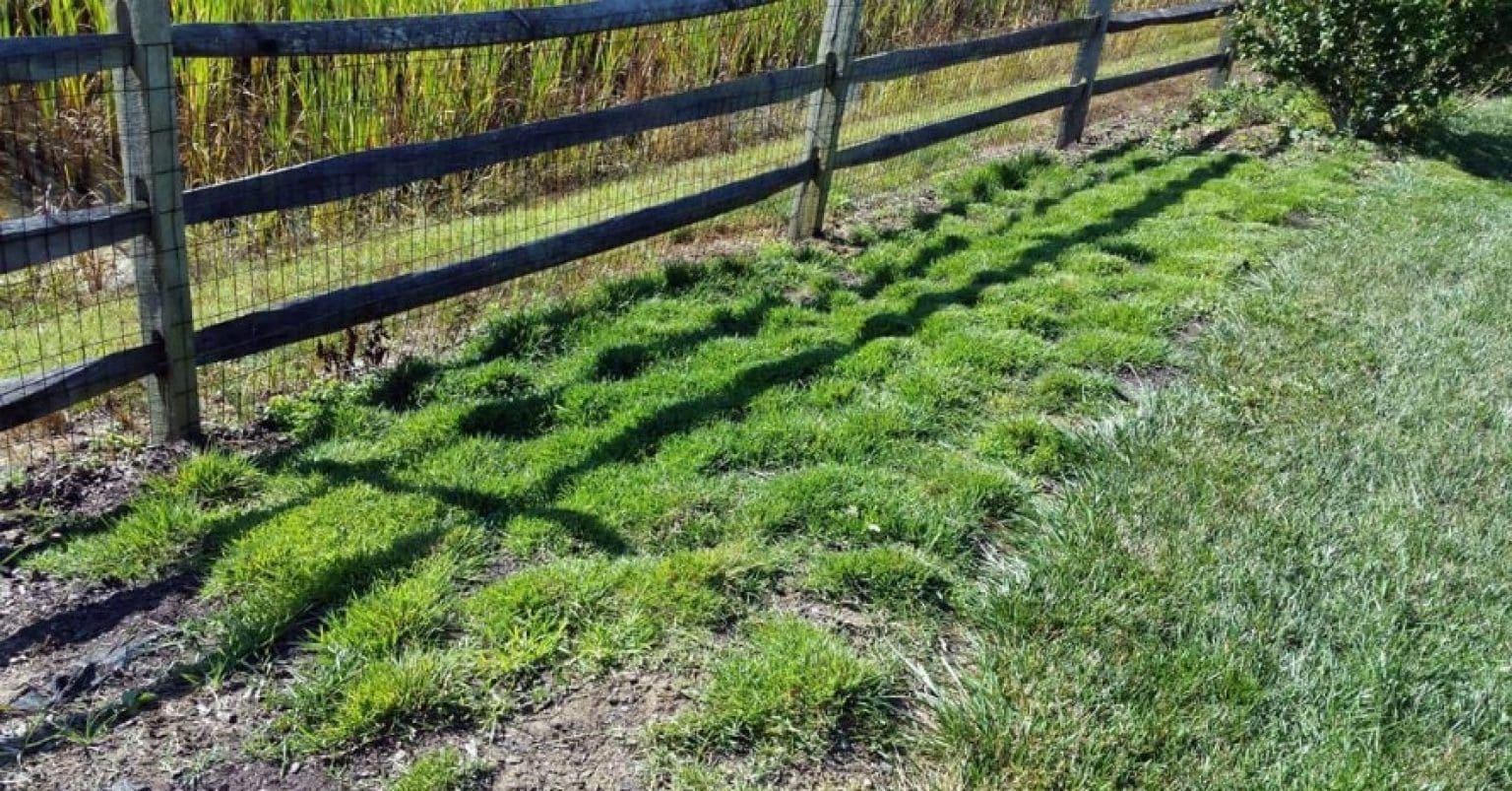 7 best grass seeds for sandy soil in 2025 taming sandy soil lawn