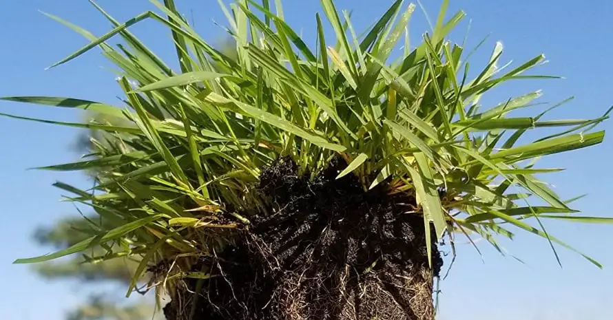 Zoysia Plugs - 50 Large Grass