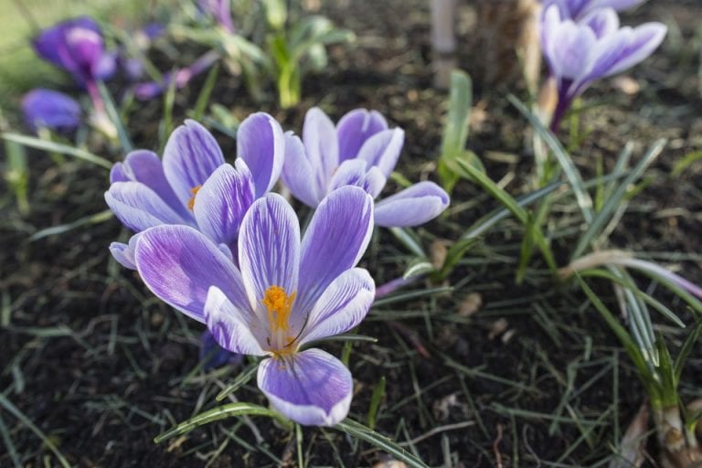 Crocus flowers