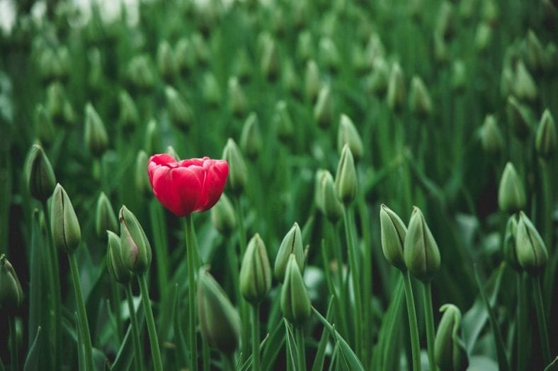 Tulips