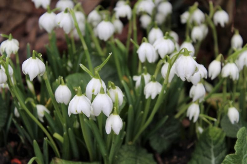 Snow Drops flowers