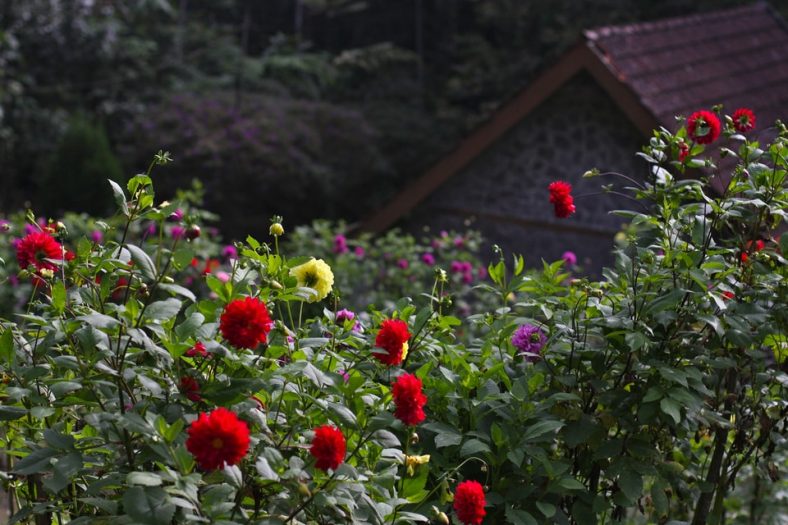 House in the flower garden