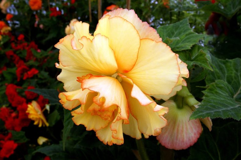 Yellow begonia flower