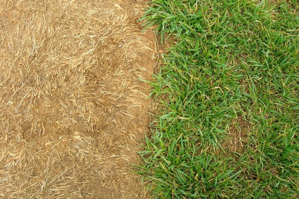 Grass Turned Yellow After Fertilizing Causes and Solutions