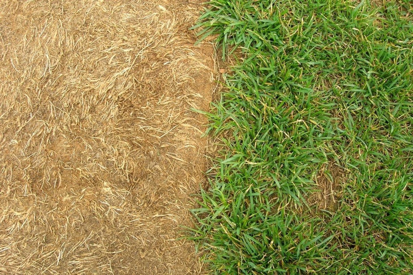 Grass Turned Yellow After Fertilizing Causes and Solutions