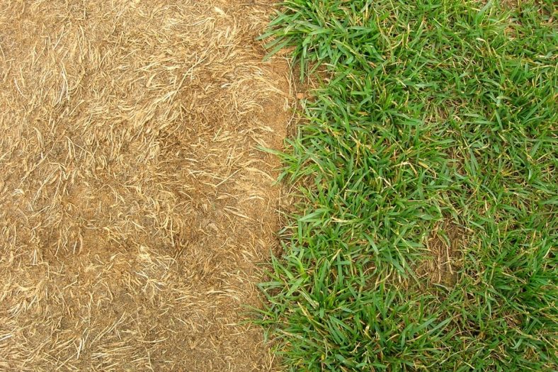 Grass Turned Yellow After Fertilizing Causes And Solutions