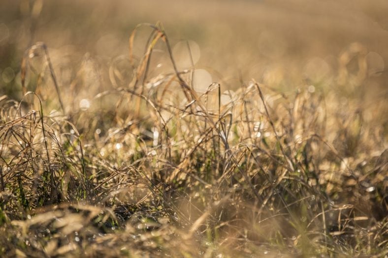 Yellowing Grass on a lawn