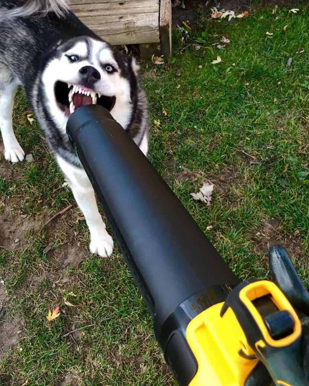 Dog plays with Dewalt Backpack Blower for Leaves