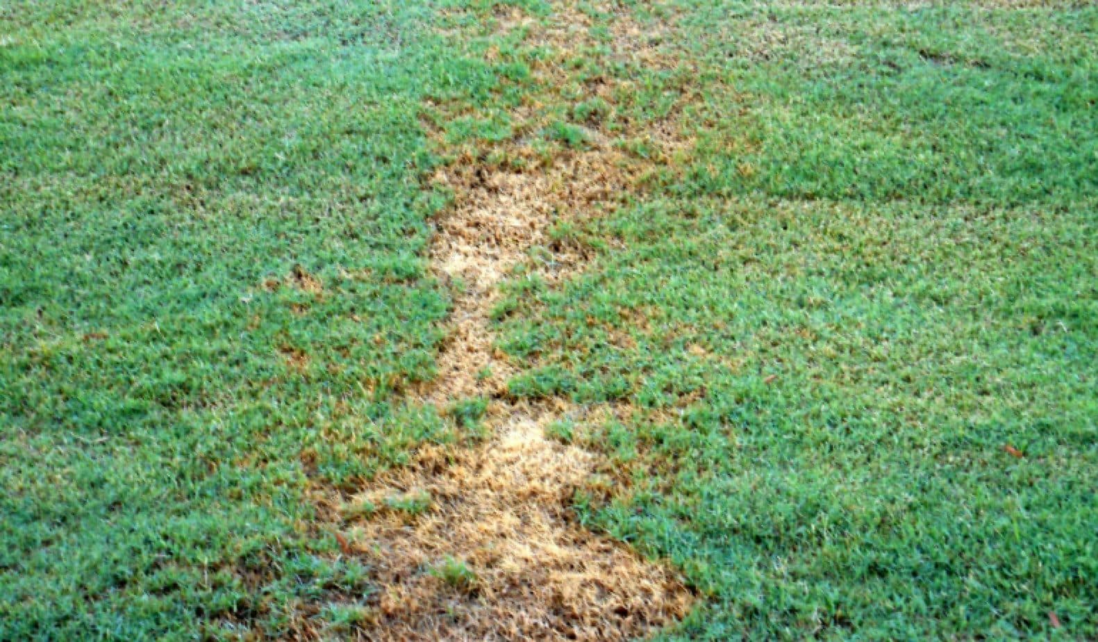 St. Augustine Vs Bermuda Grass Differences, Comparison and Choosing