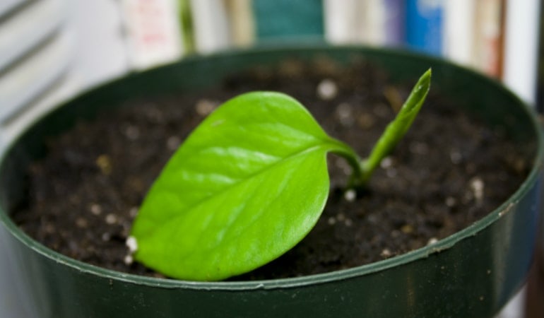 Green plant in the pot