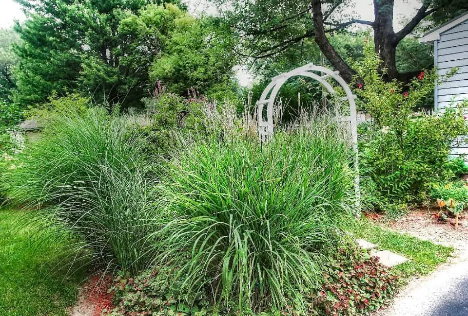 White arch and ornamental grass in the garden