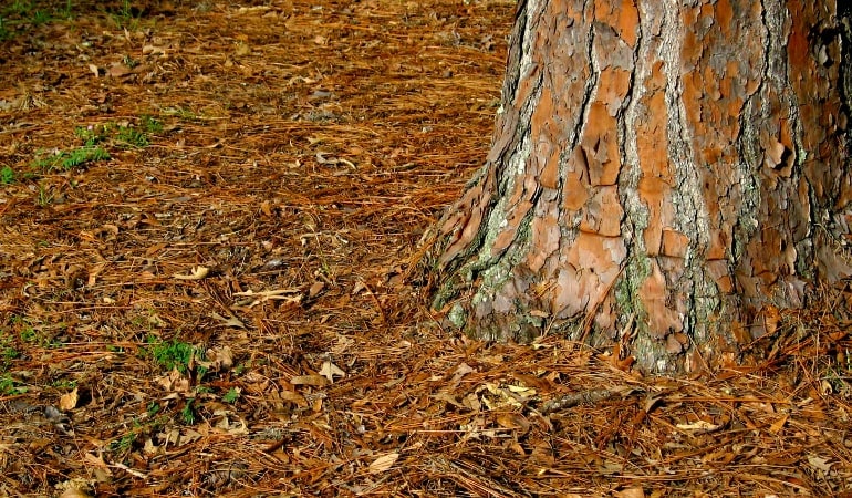 Pine Bark mulch