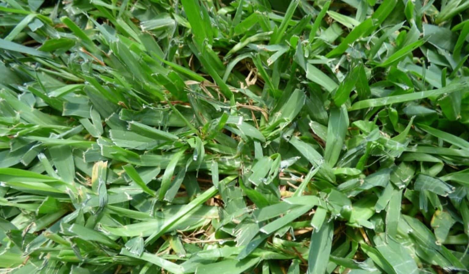St. Augustine Vs Bermuda Grass Differences, Comparison and Choosing