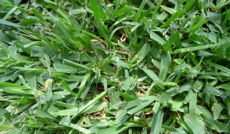 St Augustine Vs Bermuda Grass Differences Comparison And Choosing Between The Two