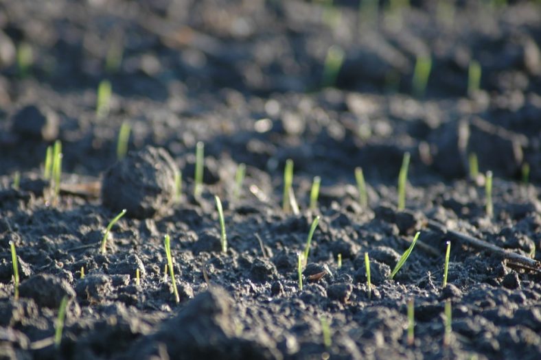 Germination of grass seeds