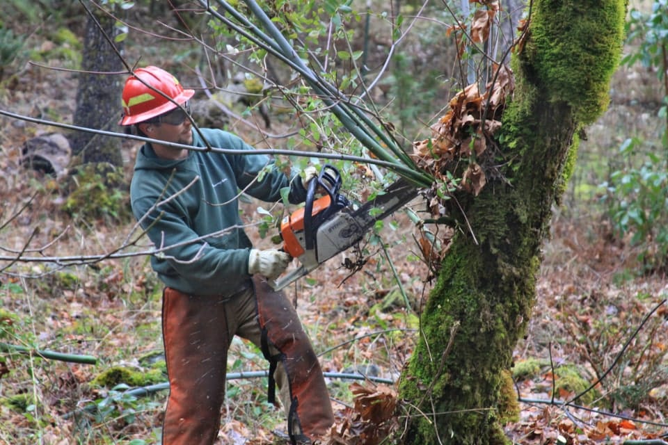 Man in a helmet cut the tree with a chainsaw