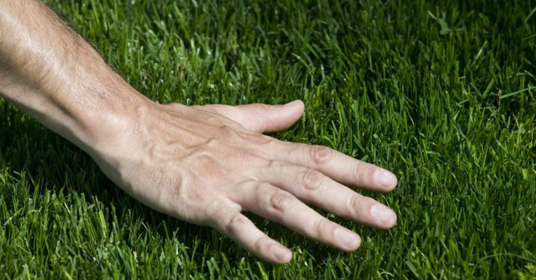 Best Bermuda Grass Seed in 2024 Expert Reviews & FAQ