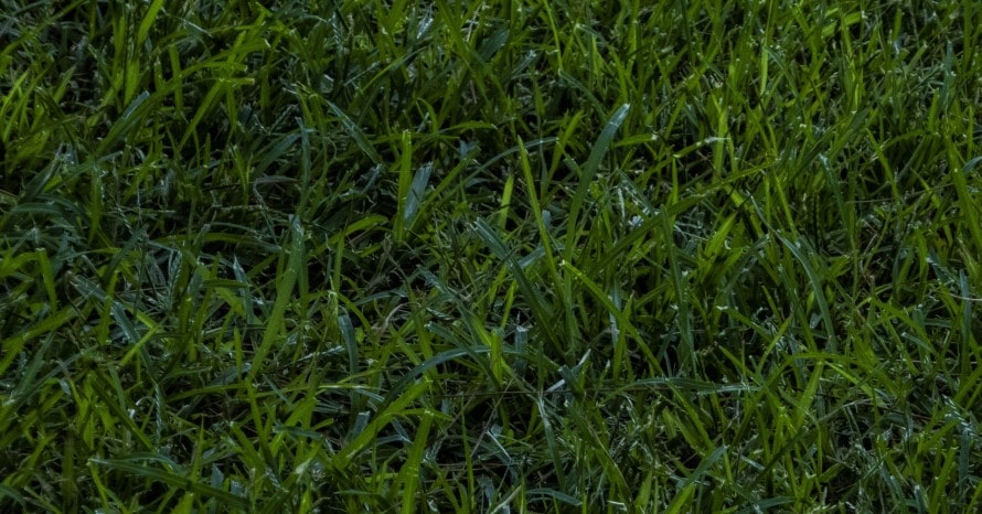 How to Plant Bermuda Grass Seed – The Best Way to Achieve Growth