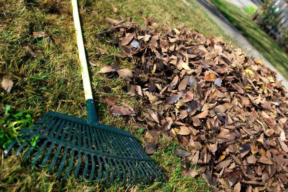 raking leaves in a yard
