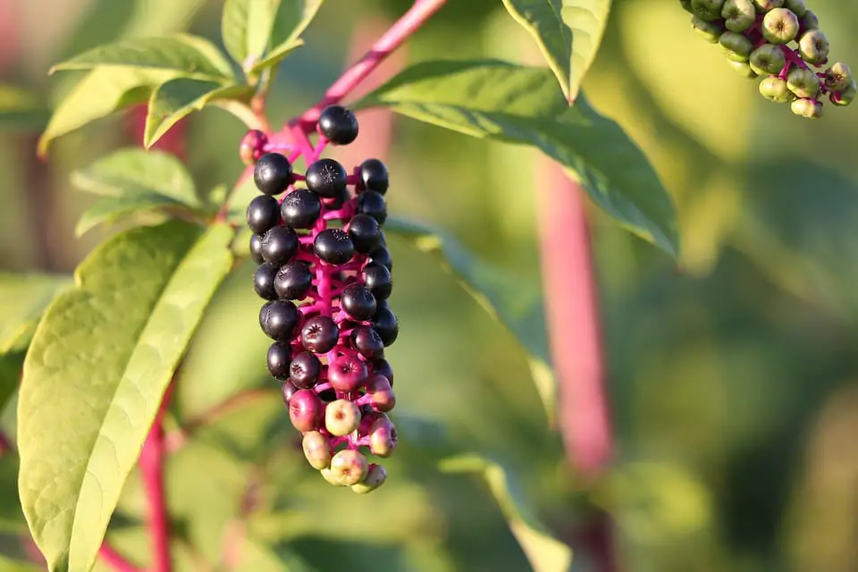 How To Get Rid of Pokeweed