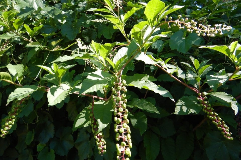 pokeweed