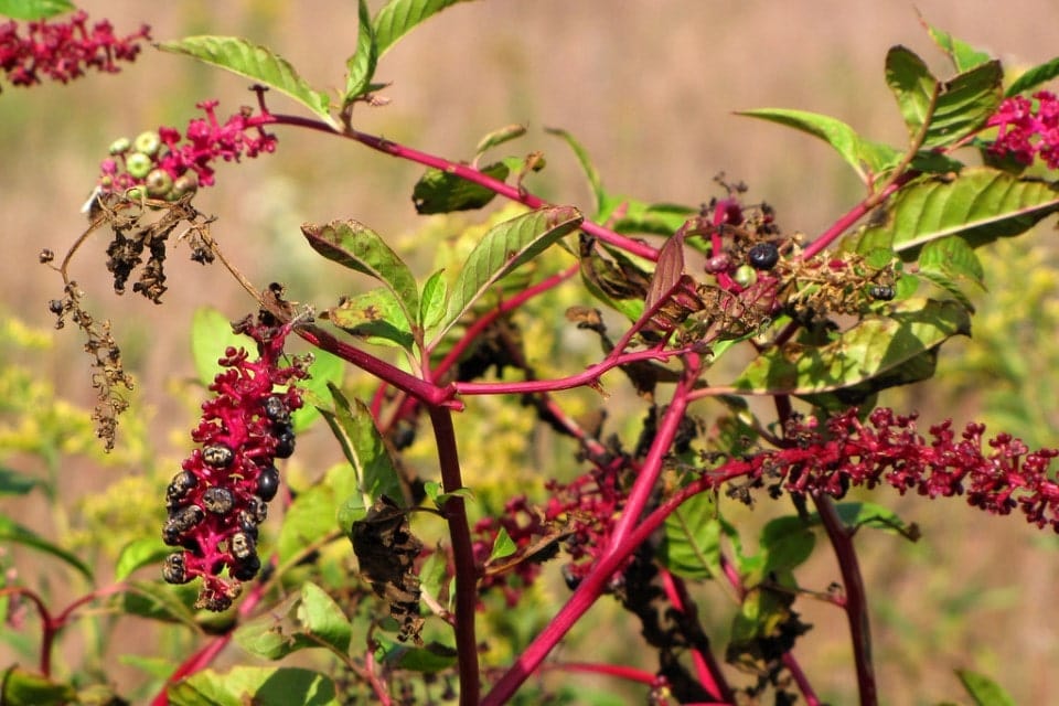 pokeweed