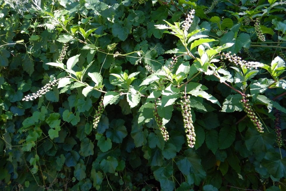 pokeweed bush