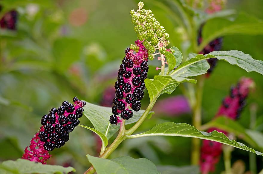 American pokeweed