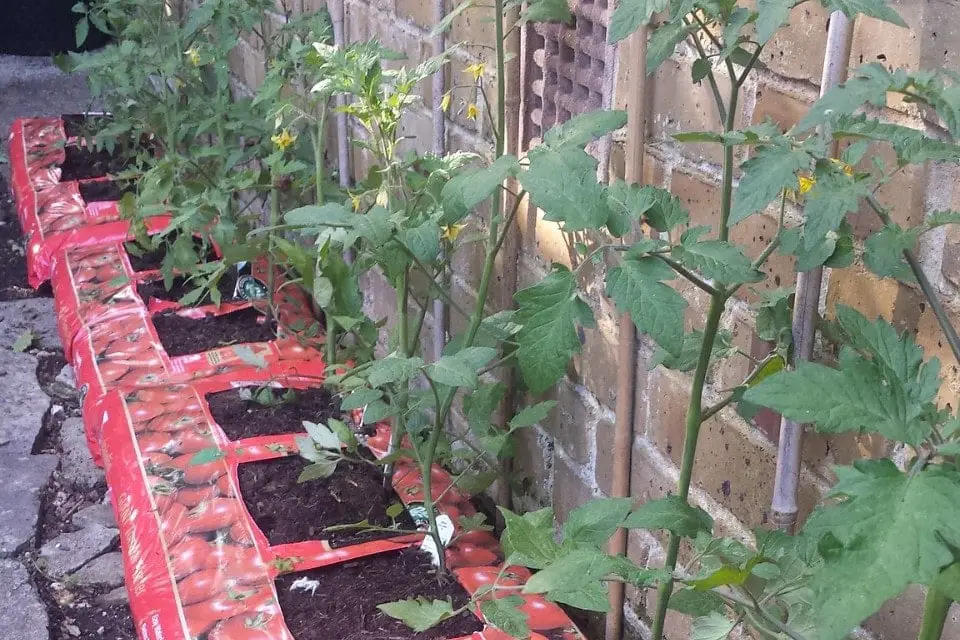 tomato plants growing in growbags