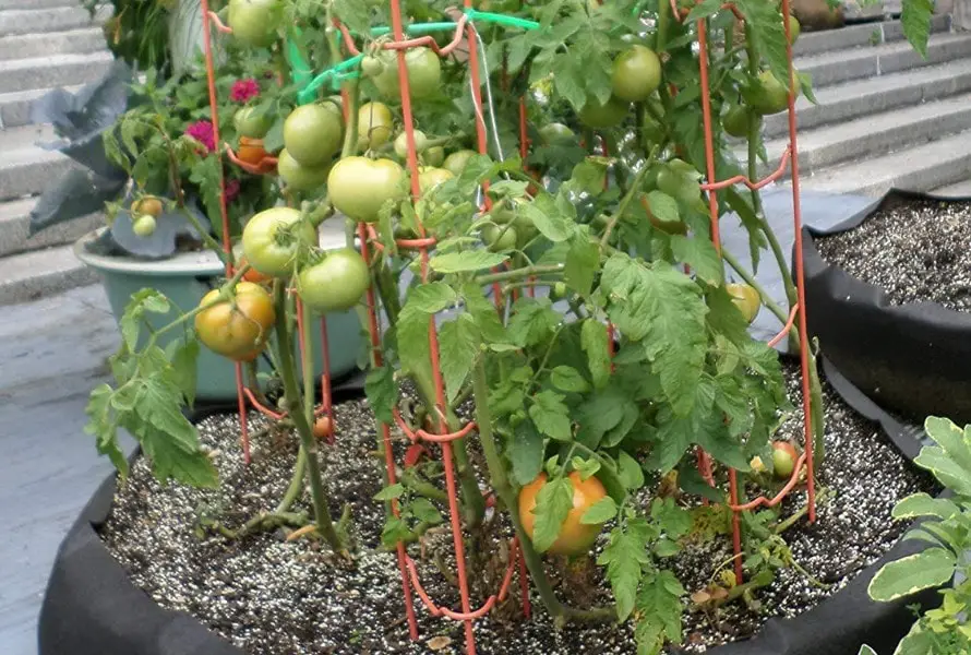 Growbags-for-Tomatoes