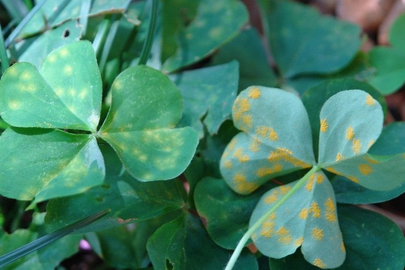 rust disease on clovers