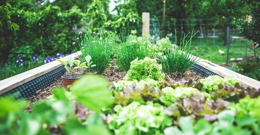 flowers in the garden