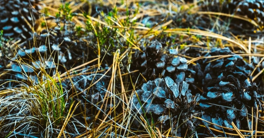 Pine cones on the floor