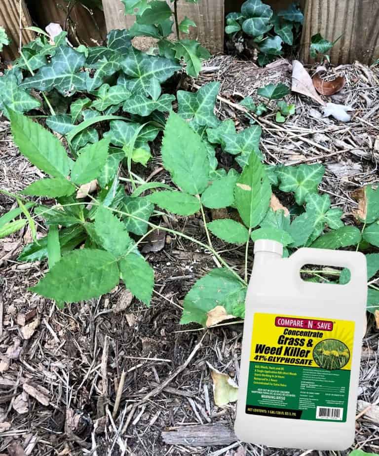 4 Best Weed Killers for Bermuda Grass of 2024 Get a Lawn