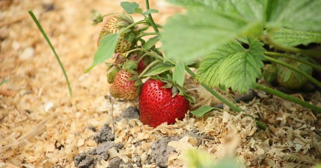 Best Fertilizer for Strawberries for Green Foliage and Bountiful Crop