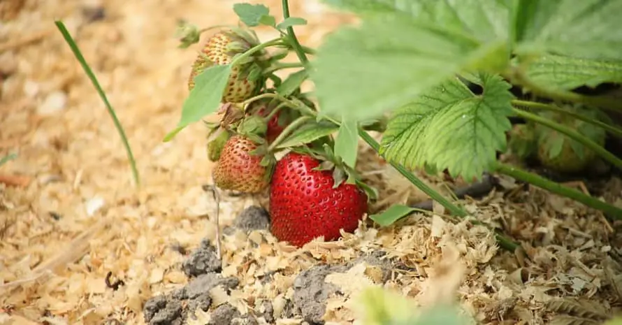 Strawberries after processing Plant Magic