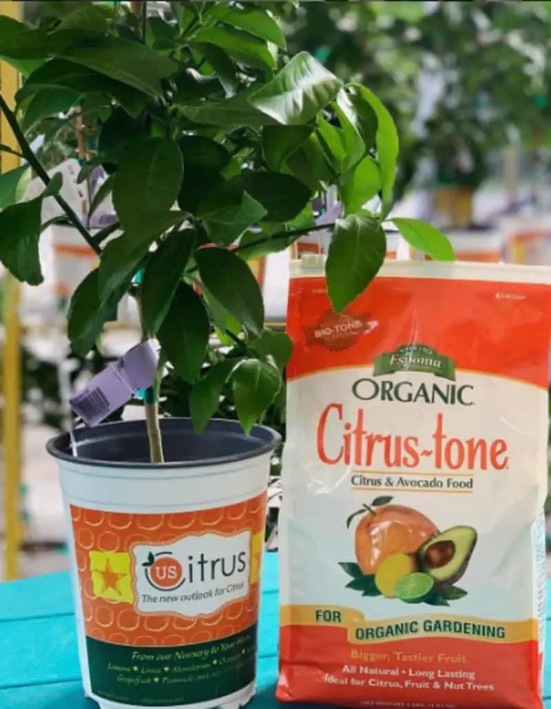 fertilizer-for-citrus-plant