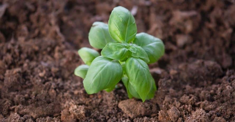 Basil plant in garden soil