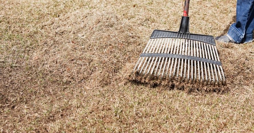 Raking Dethatched Spring Grass