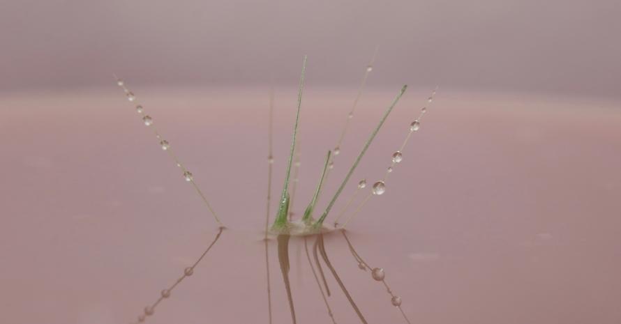 Water on fine grass seed reflections on water