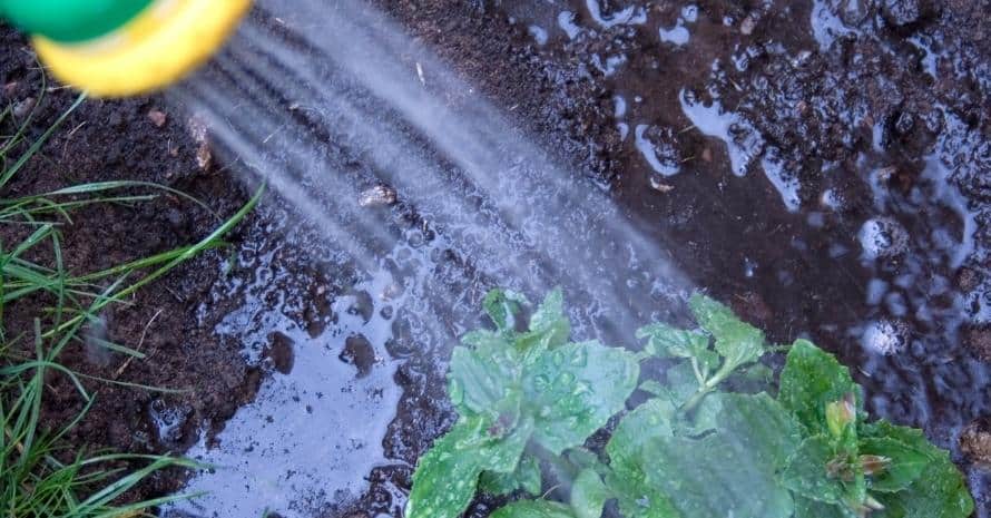 Watering new plants