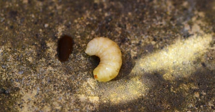 Grub near the mink