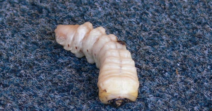 Witchetty Grub