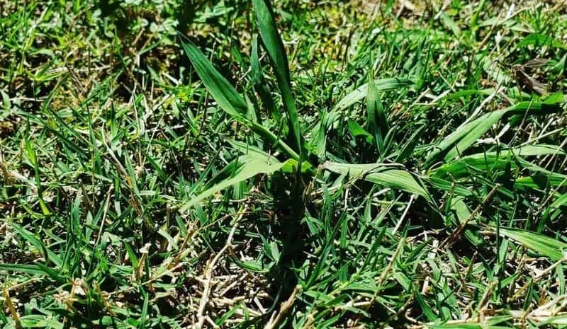 Bermuda grass bush
